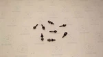 Sea-doo 4-tec 1503 Valve Cover Bolt Kit 420440567. Fixed Price $24.95.